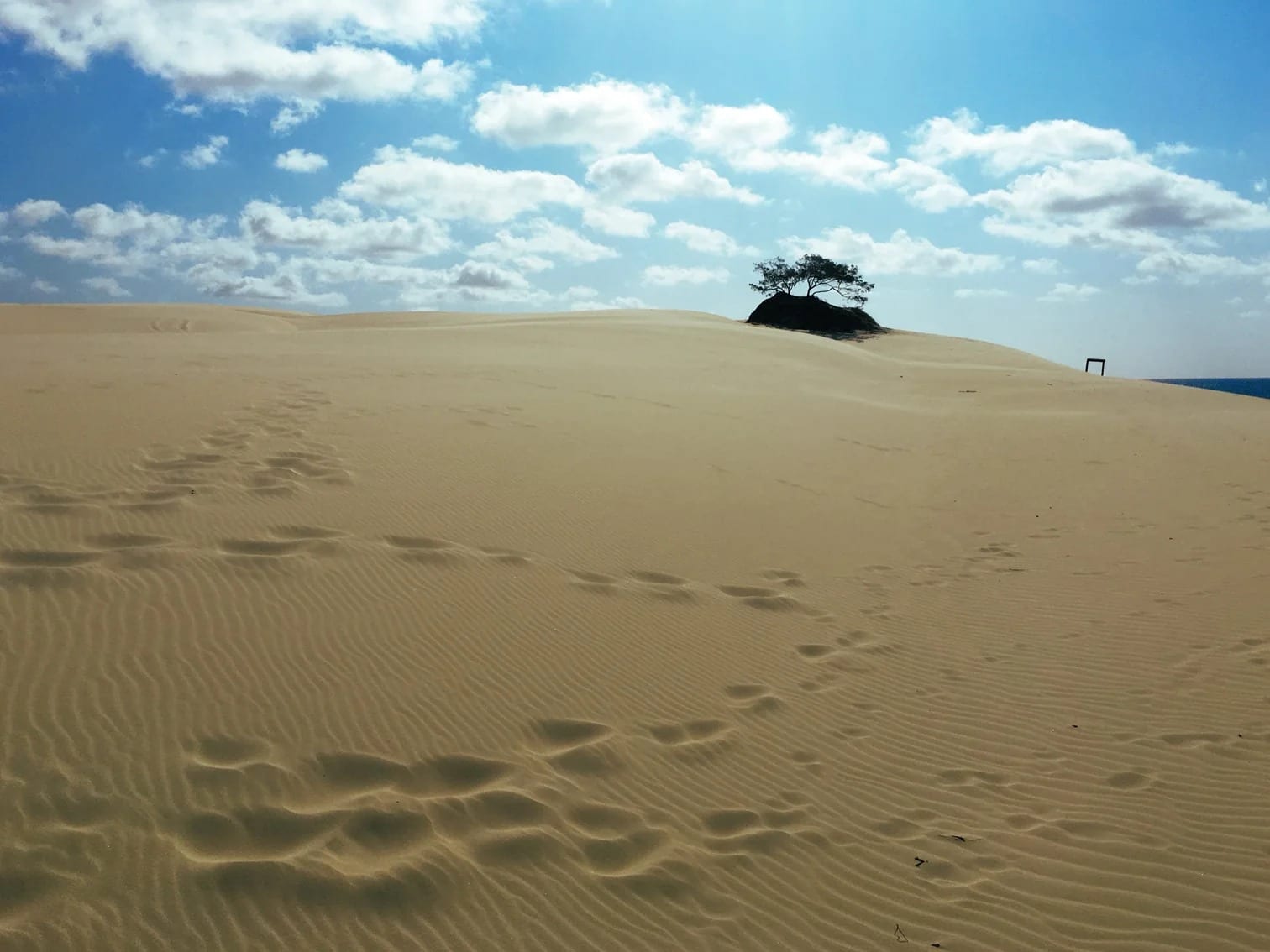 A single tree holding the crest of a wide sand dune, footprints running towards it.