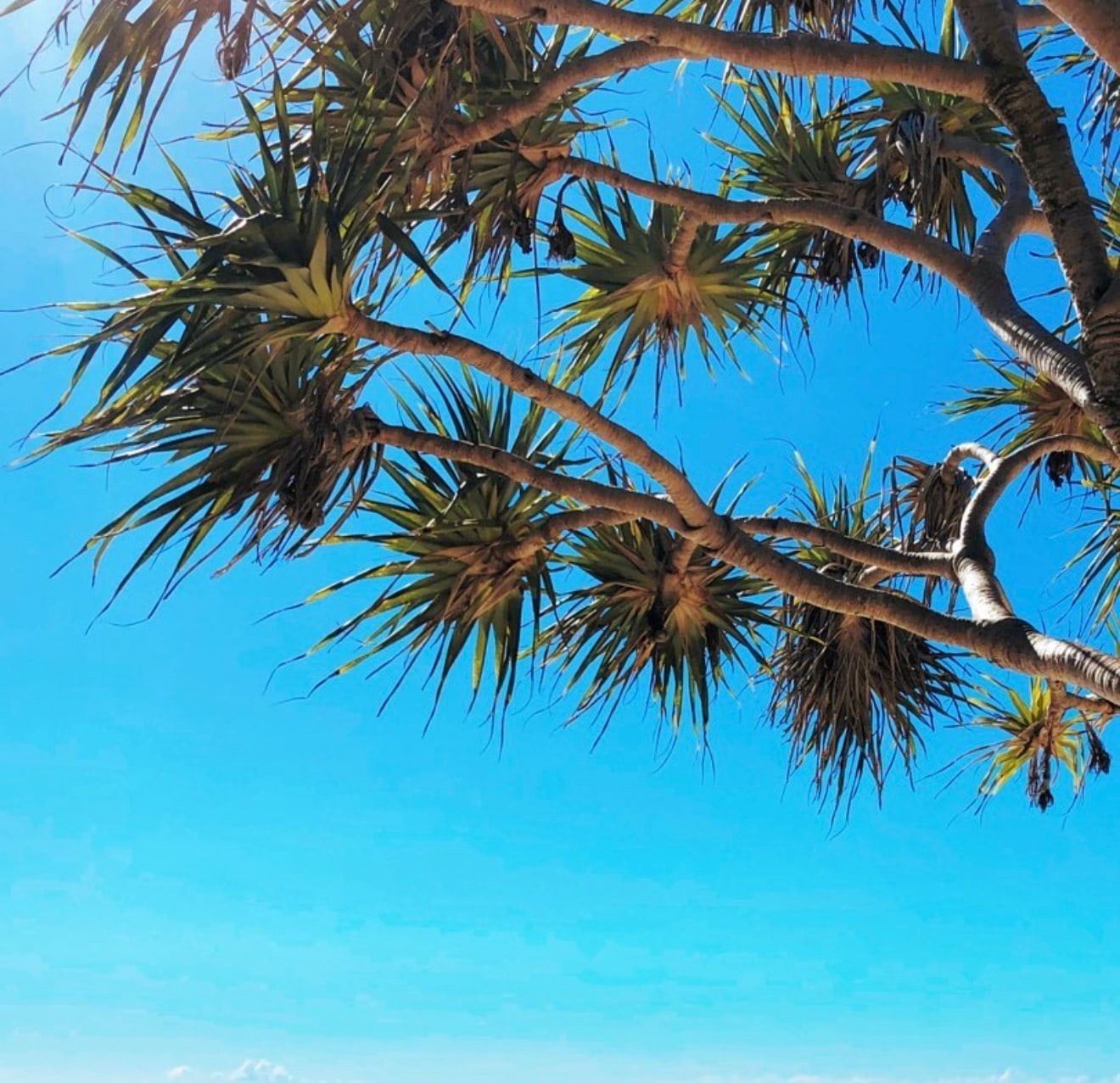 Pandanus branches reaching across a cloudless sky, seen from below.