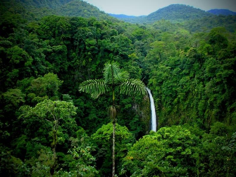 A waterfall falling through dense rainforest, a palm standing clear of the canopy.