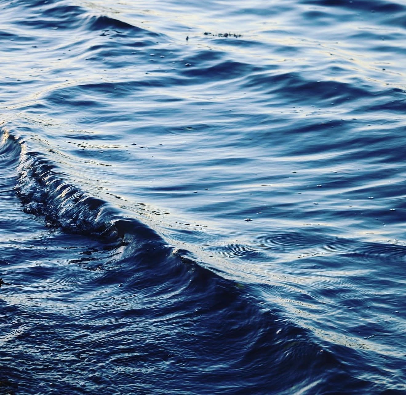 Late sun raking across a slow blue swell, the surface folding into itself without breaking.